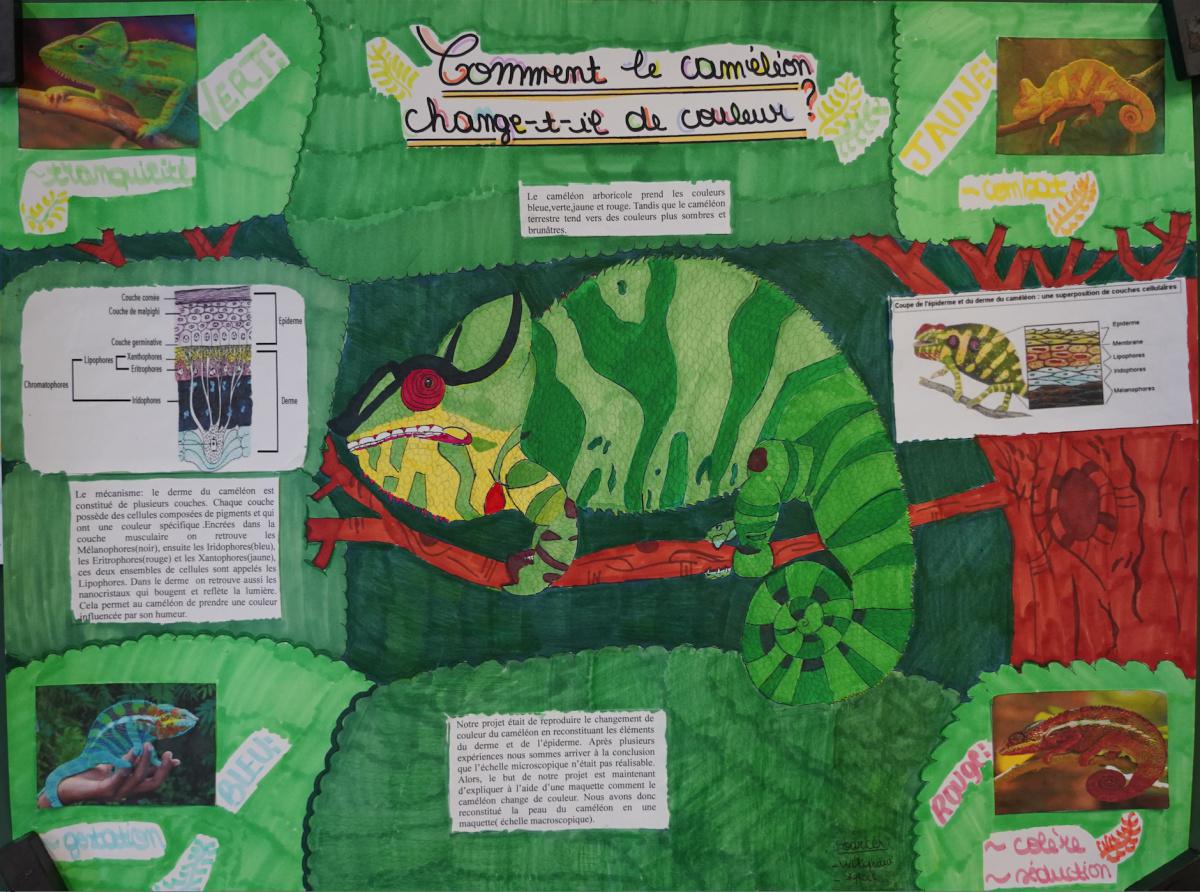 Le caméléon a-t-il des supers pouvoirs ? Le caméléon a-t-il des supers pouvoirs ?