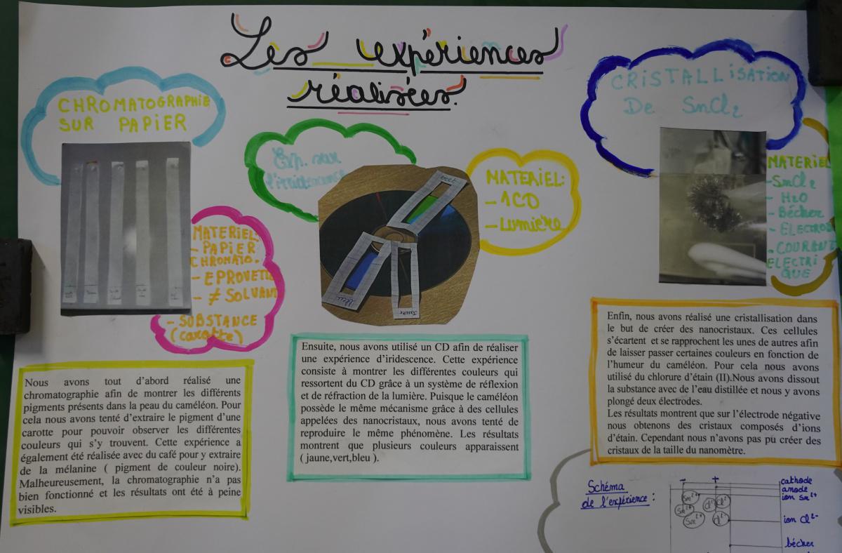 Le caméléon a-t-il des supers pouvoirs ? Le caméléon a-t-il des supers pouvoirs ?