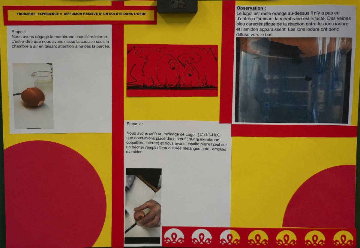 L'oeuf et ses secrets L'oeuf et ses secrets