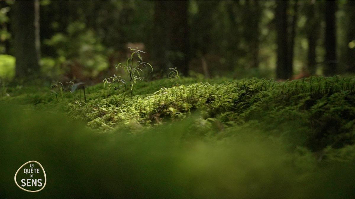 Semer la forêt de demain