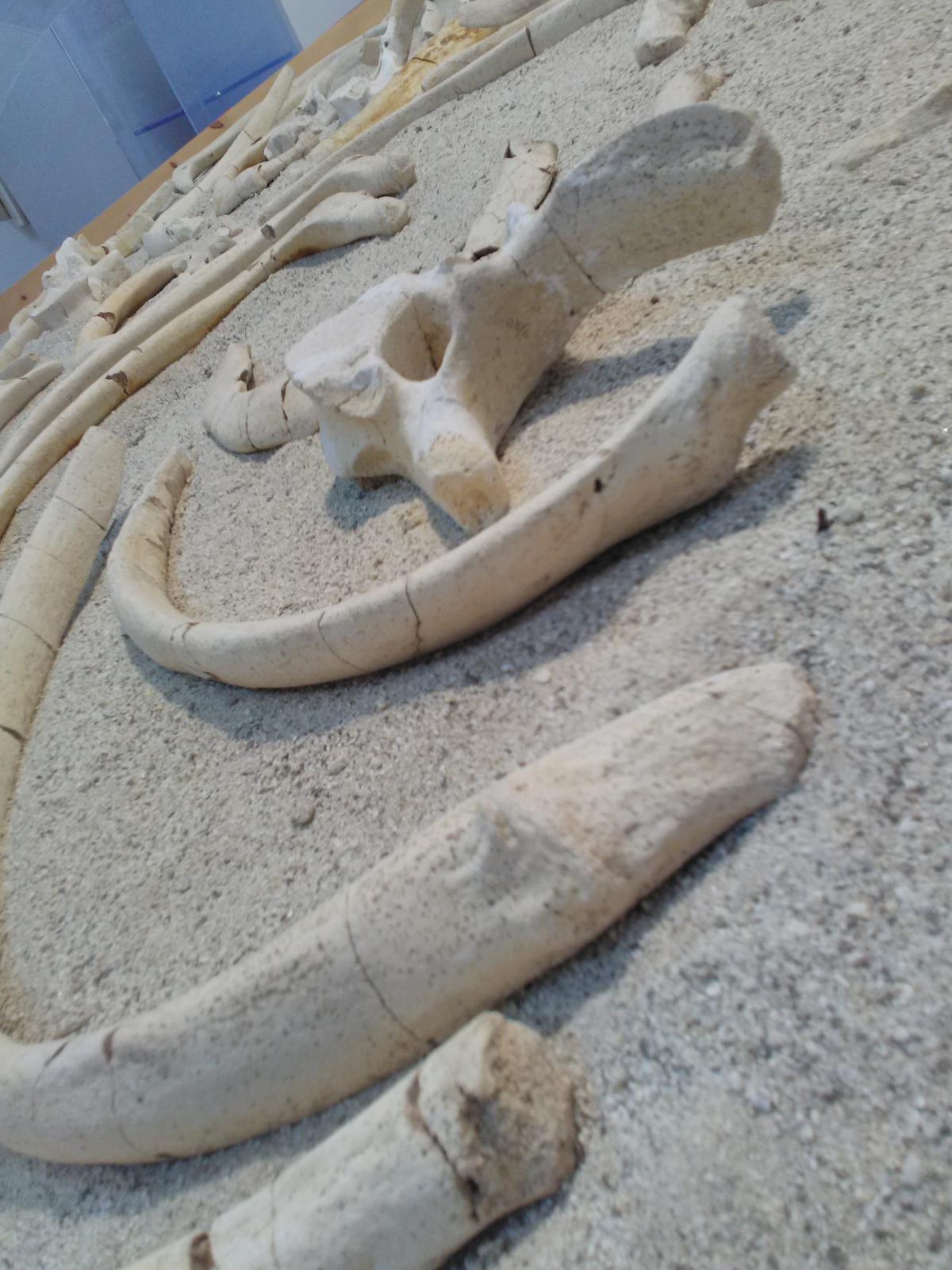 Museo di Paleontologia - Museum of Paleontology