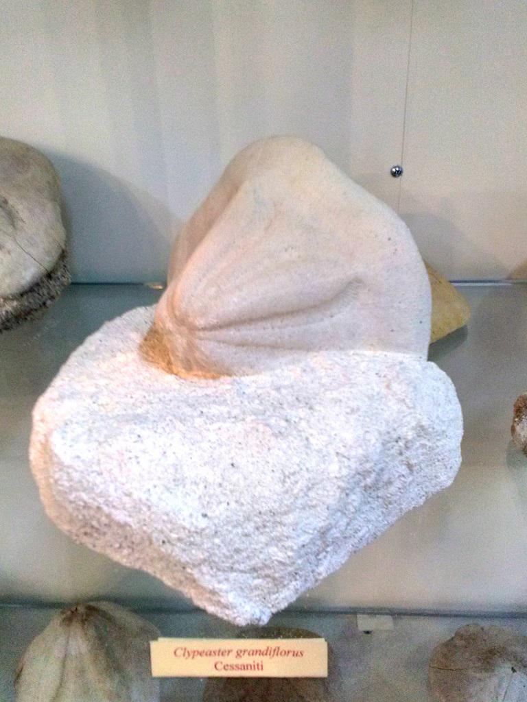 Museo di Paleontologia - Museum of Paleontology Museo di Paleontologia - Museum of Paleontology