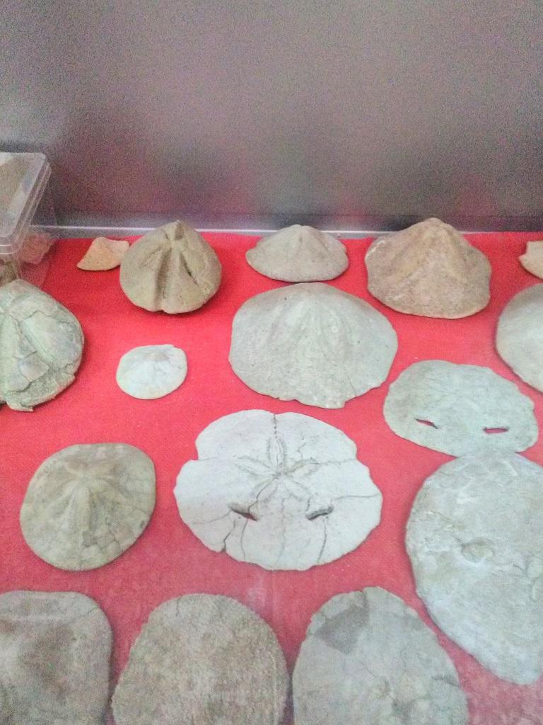 Museo di Paleontologia - Museum of Paleontology