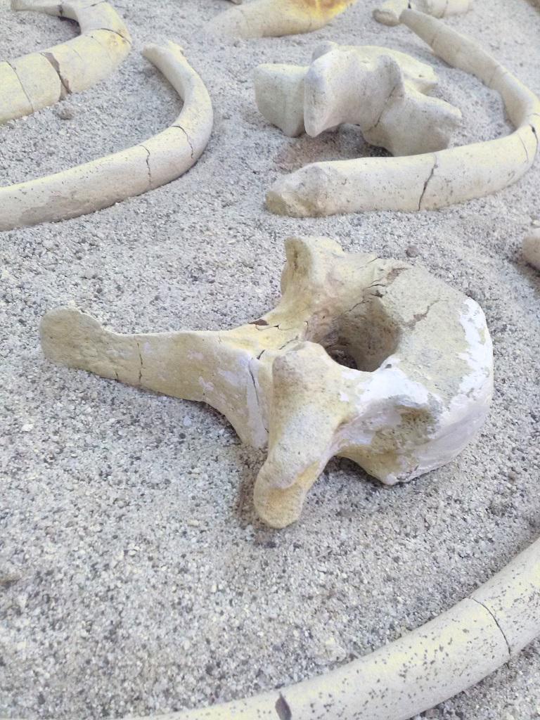 Museo di Paleontologia - Museum of Paleontology
