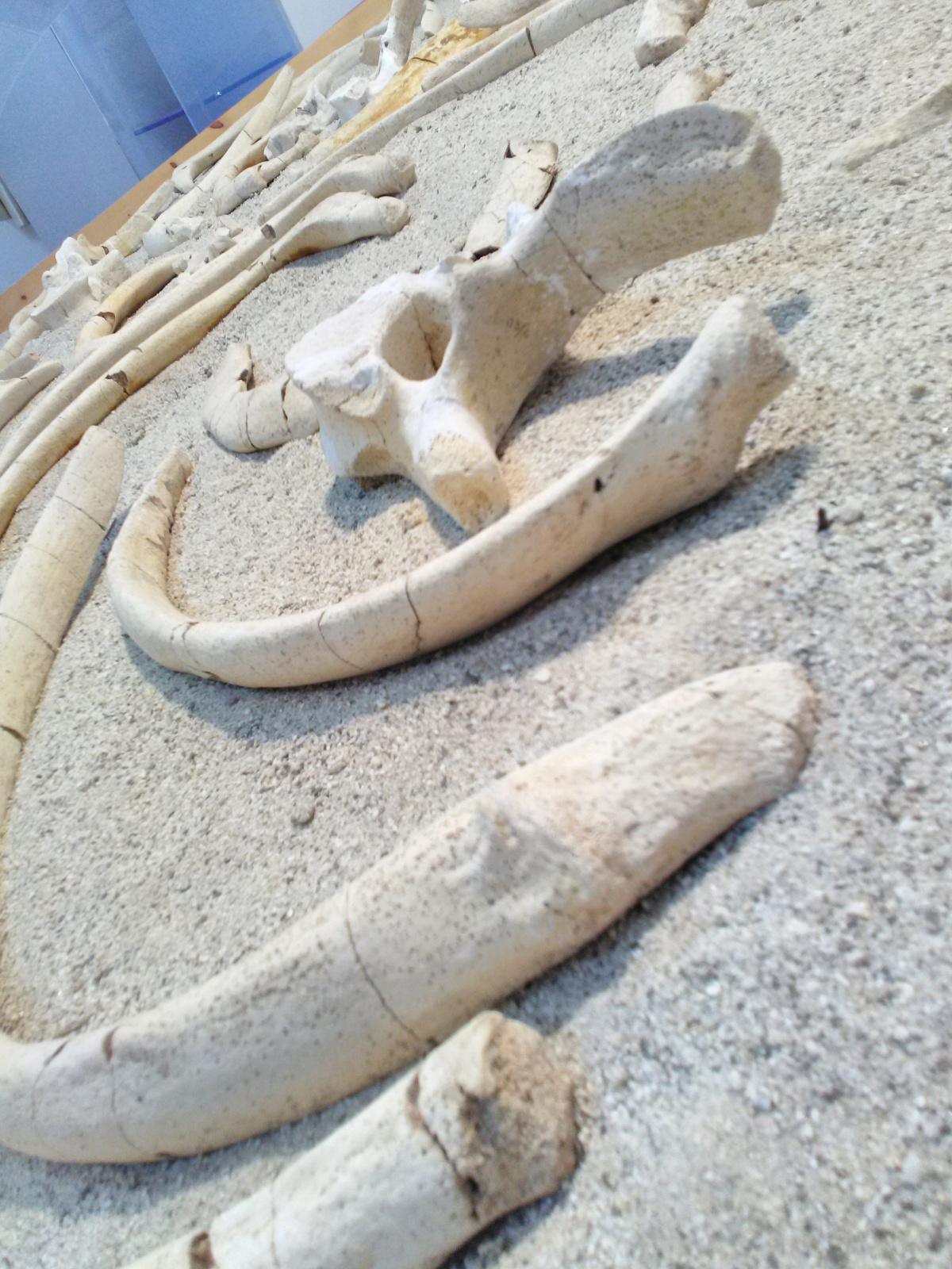 Museo di Paleontologia - Museum of Paleontology