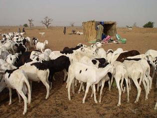 Approvisionnement en mouton pour la tabaski: un léger déficit constaté