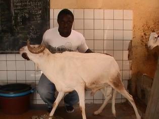 La banlieue et les moutons “paratonnerre”