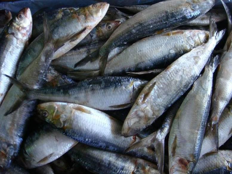 Les sardinelles