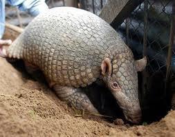 La Coupe du monde 2014 a sa mascotte