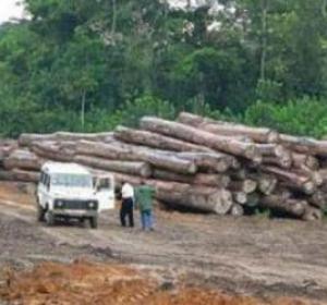 CASAMANCE-Exploitation transfrontalière et anarchique à Bounkiling : un Gambien et cinq Sénégalais arrêtés, des chinois dans le réseau