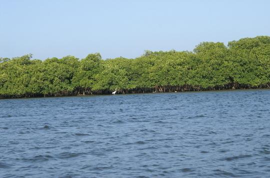 Iles du Saloum : le chavirement d’une pirogue fait un mort