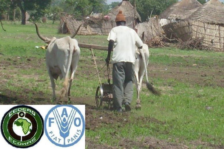 La FAO signe un « mariage sans divorce » avec la CEDEAO pour combattre la faim en Afrique de l’Ouest