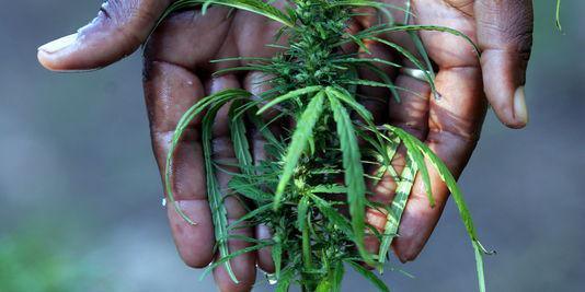Etats-Unis: la dépénalisation de la marijuana dans deux Etats crée la confusion