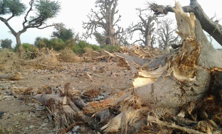 Destruction de forêt : « Le poumon vert de Thiès » n’existe presque plus