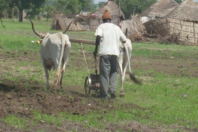Escroquerie à Koungheul : des responsables de l’APR soutirent de l’argent aux paysans