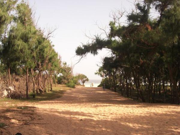 Rufisque – Construction de cité : Domaine forestier de l’Etat à Déni Guedj touché de plein fouet