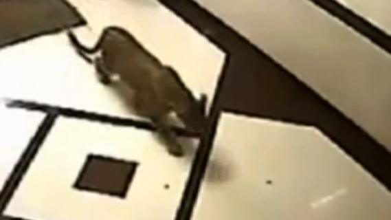 Inde: un léopard filmé en train de chasser... dans un immeuble