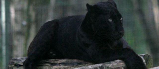 Toulon : des patrouilles à la recherche d'une panthère noire