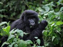 Fin 2008, le parc national des Virunga, en RDC, était le refuge de 200 des 700 derniers gorilles des montagnes encore en vie. (Photo : AFP)