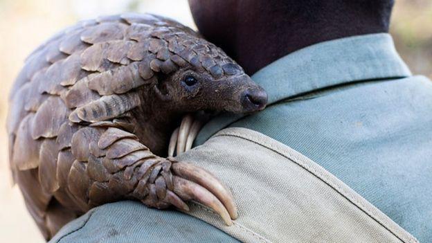 Le pangolin, une viande très appréciée au Gabon