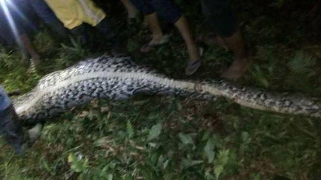 Un python avale un Indonésien