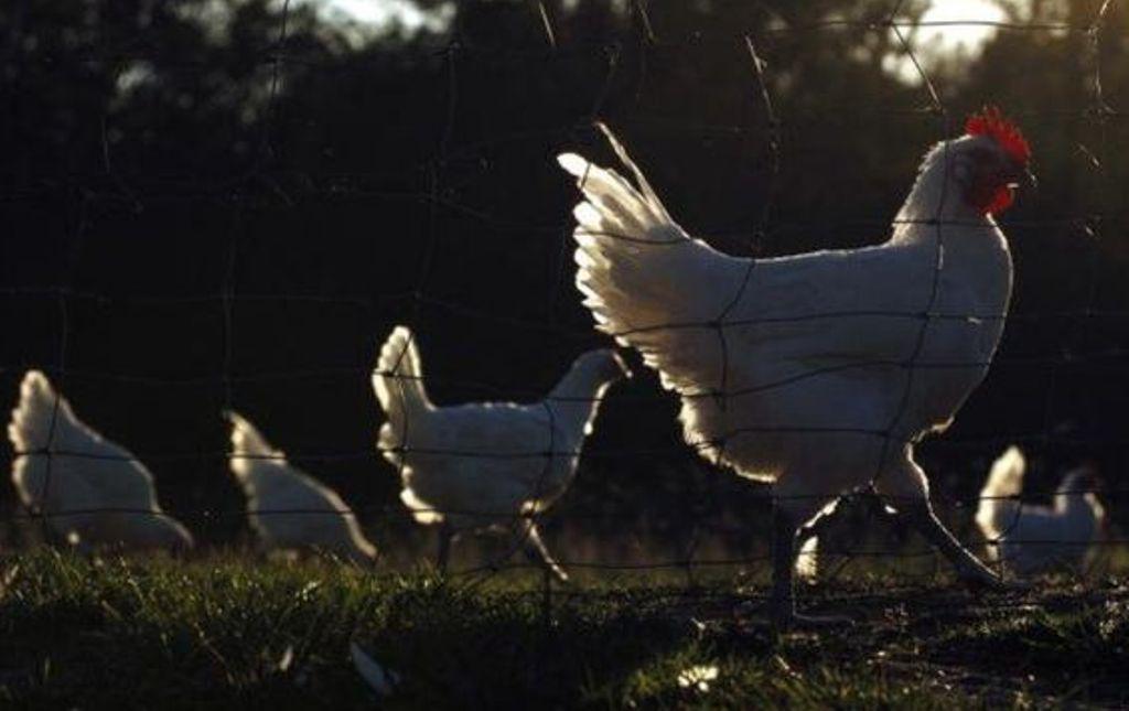 Zimbabwe : 7000 poulets morts de grippe aviaire