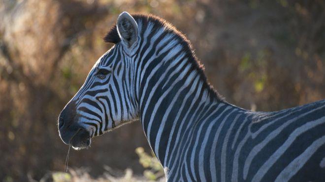 Un zoo égyptien accusé d'avoir 'peint un âne en zèbre'