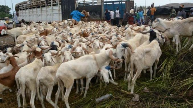 Tabaski 2018 : 28.972 têtes de moutons déjà importées