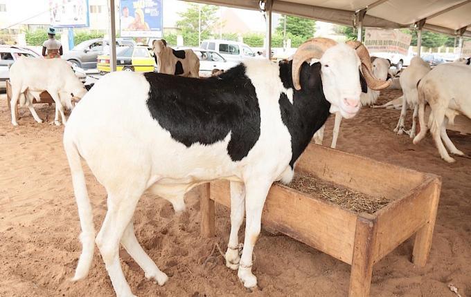 Moutons Tabaski 2018: Des prix hors de portée angoissent les Sénégalais
