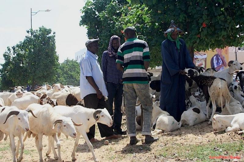 Moutons Tabaski 2018: Des prix hors de portée angoissent les Sénégalais