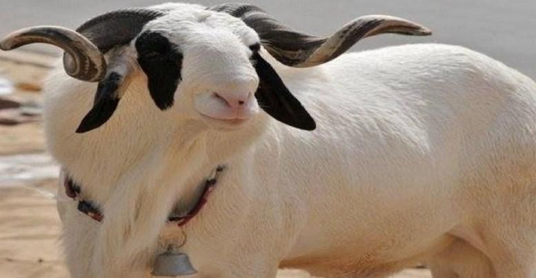 La tabaski et les secrets mystiques du mouton