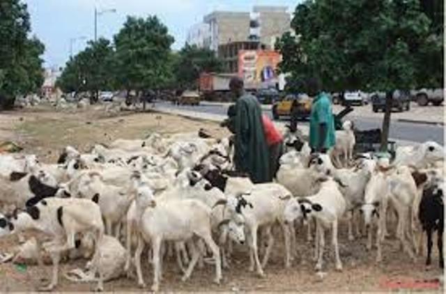 Après Kolda, la fièvre aphteuse prend la direction de Tambacounda