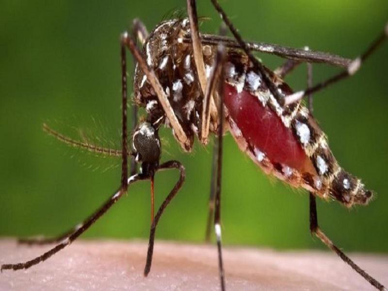  Dengue : Saint-Louis menacé avec 20 cas suspects prélevés