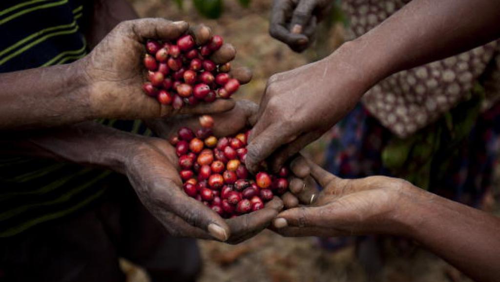 Plus d’une espèce de caféier sur deux menacée d'extinction
