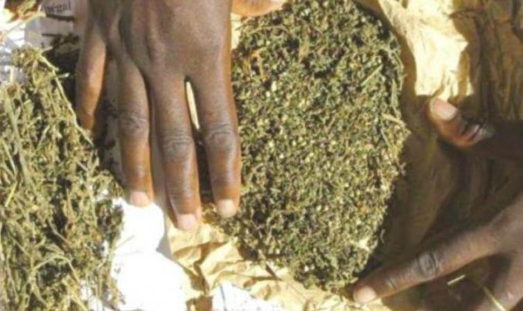 Affaire des 85 Kg de chanvre indien saisis à Kolda: un agent de la Sonatel arrêté à Dakar