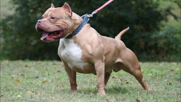 FAUX !!! Aucun pitbull n’a été tué après l’horrible agression du talibé à Pikine