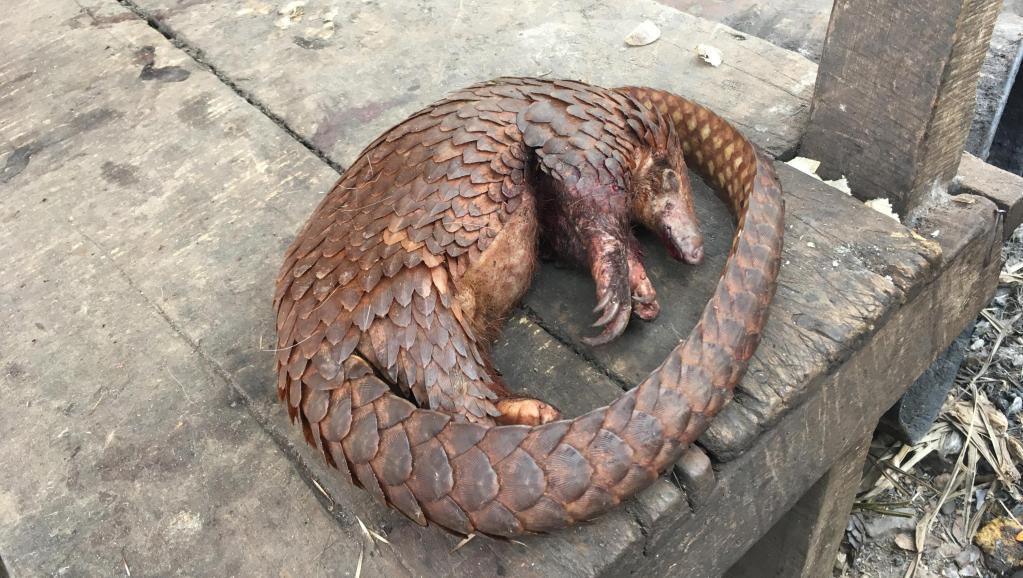 RCA: espèce menacée, le pangolin continue de s'arracher sur les marchés