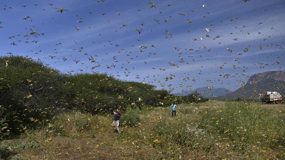 Invasion de criquets en Afrique de l'Est: cinq questions pour comprendre