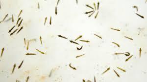 Paludisme en RCA: une nouvelle résistance à l’artémisinine fait l’objet de recherches