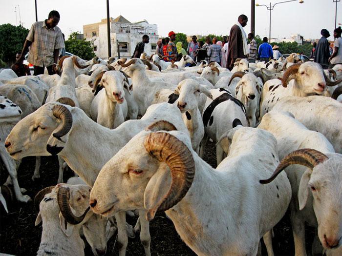 Tabaski 2020: le Gouverneur de Dakar définit les points de vente de moutons dans la capitale (Document)