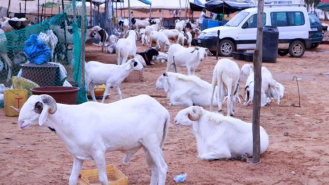 Opération Tabaski à Phoenix Sénégal: un agent disparaît avec l’argent des moutons