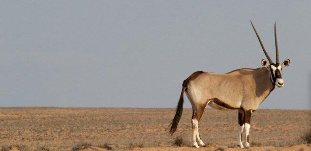 Affaire du transfert des Gazelles oryx : l’acte du ministre de l’Environnement est un acte de braconnage, selon la plateforme Avenir Sénégal