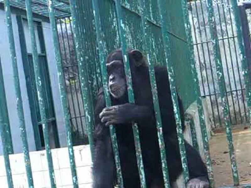 Mort de "King Kong », le chimpanzé vedette du parc de Hann"