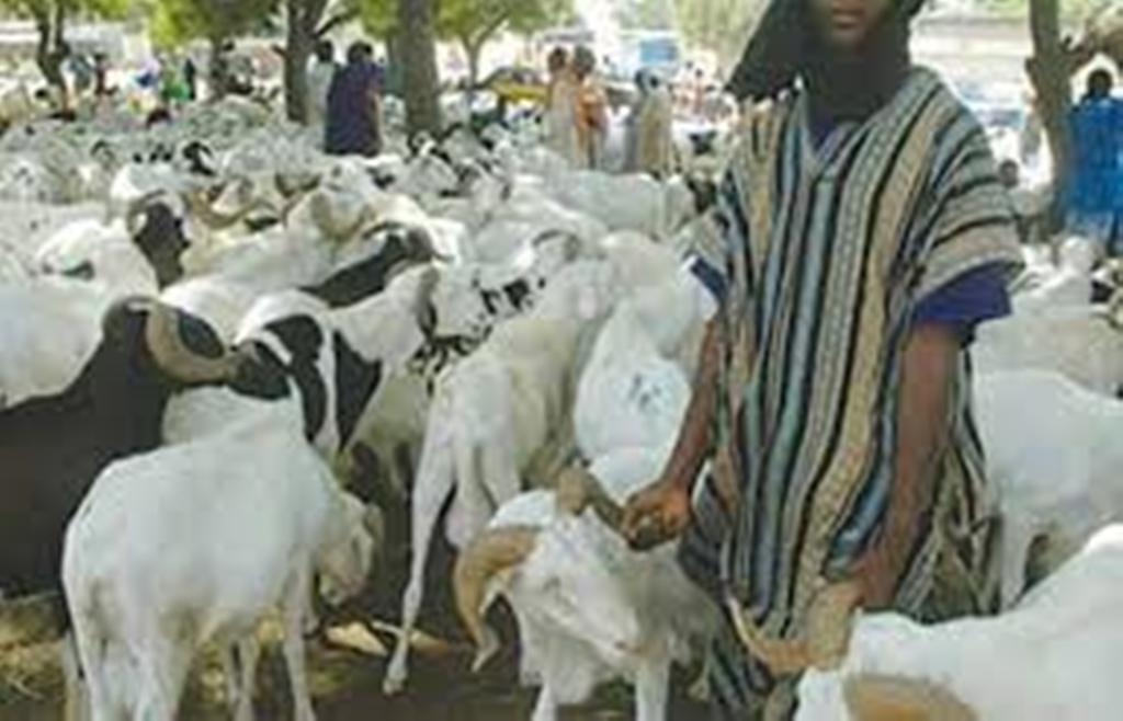 Dalifort: les éleveurs du foirail des petits ruminants menacent d’aller en grève