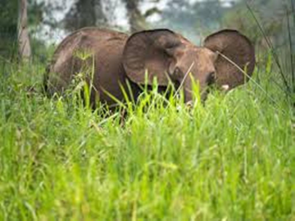 Gabon: le conflit entre les hommes et les éléphants devient préoccupant