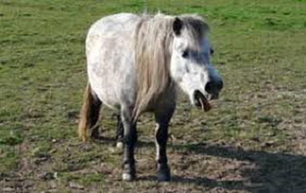 Rhinopneumonie en France : les chevaux confinés à leur tour en raison d’une forme équine de Covid