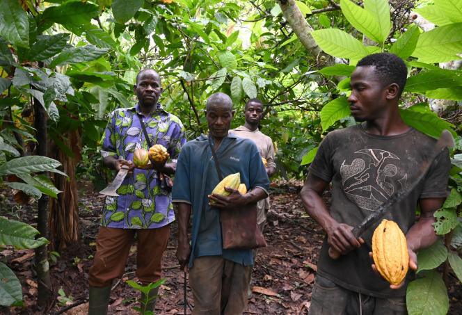 Côte d'Ivoire : la forte réduction du prix du cacao payé aux planteurs