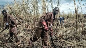 Centrafrique: une ONG dénonce un «accord tacite» entre le groupe Castel et des groupes armés