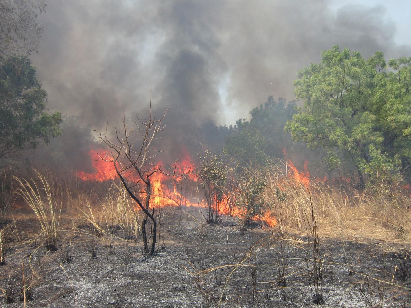 Le feu à la forêt classée de Mbao