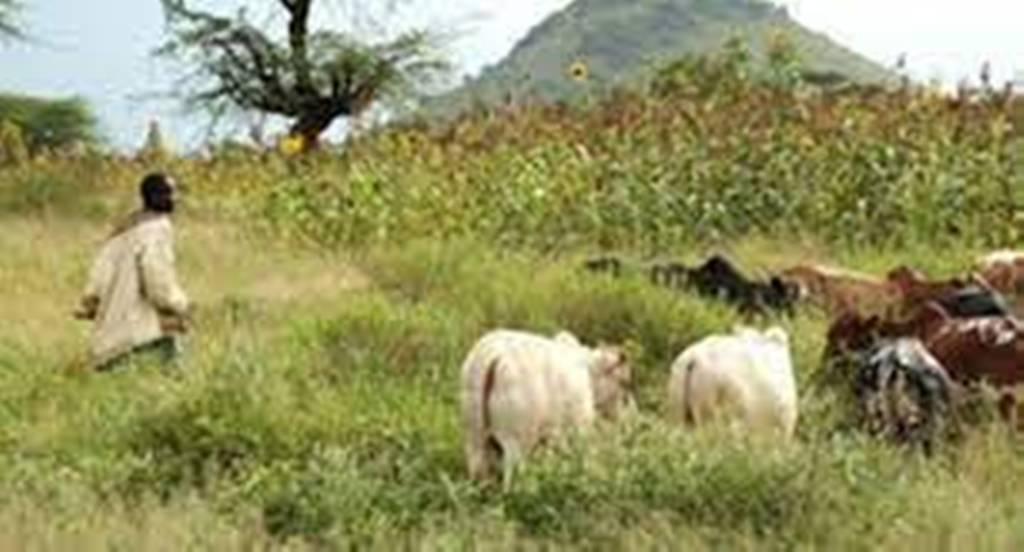 Affrontements à Mbacké : des éleveurs et cultivateurs se crêpent le chignon